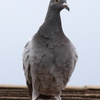 Procrastinating Pigeon - Norfolk, VA to visit Suzann...