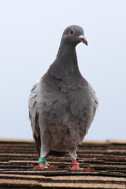 Procrastinating Pigeon Norfolk, VA to visit Suzanne Clayton