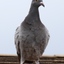 Procrastinating Pigeon - Norfolk, VA to visit Suzanne Clayton