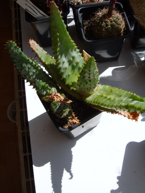 Aloe exelsa 002 cactus