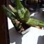 Aloe exelsa 002 - cactus