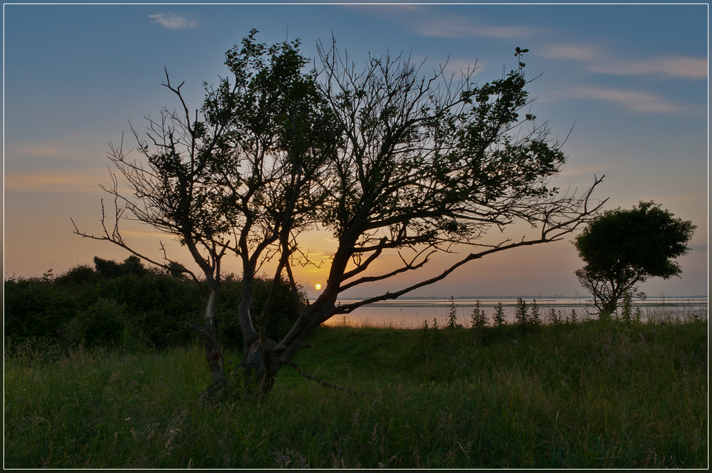 DSC 6055 Veerhoek 2 - Alweer in de roos - 