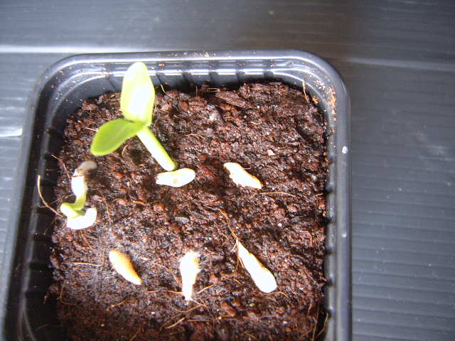 Pachypodium geayi 007 cactus