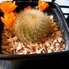 Rebutia archibuiningiana 004 - cactus