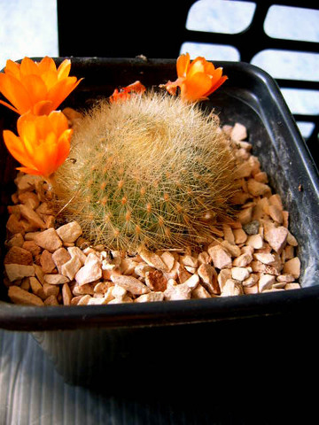 Rebutia archibuiningiana 004 cactus