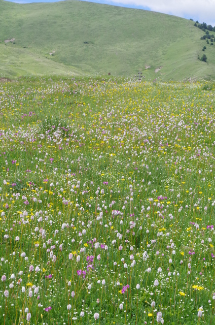  Sichuan (å››å·)