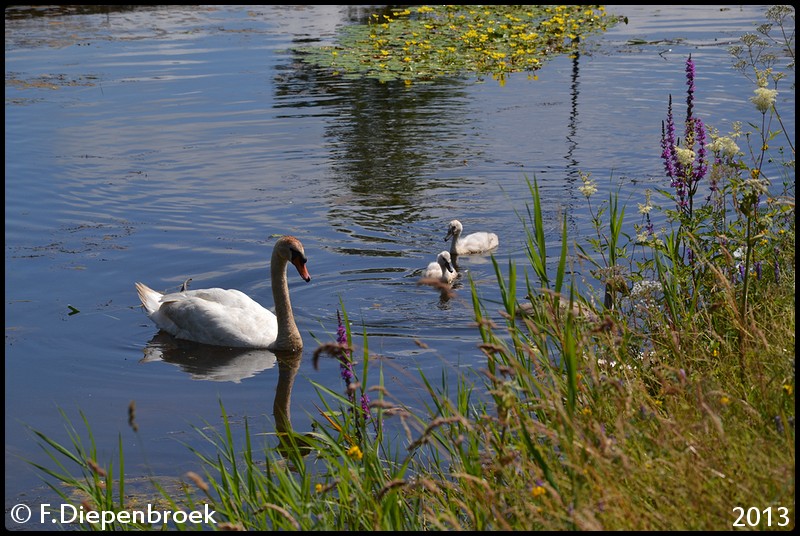 Zwanen Beilen2-BorderMaker - 2013