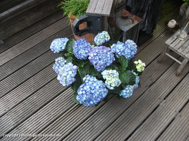 Hortensia 7 jaar getrouwd van Riet en Hans en Mire In de tuin 2013