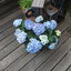 Hortensia 7 jaar getrouwd v... - In de tuin 2013