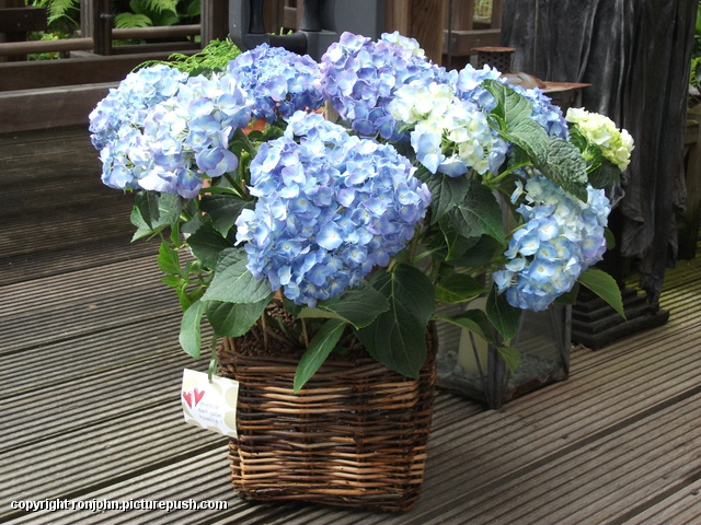 Hortensia 7 jaar getrouwd van Riet en Hans en Mire In de tuin 2013