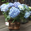 Hortensia 7 jaar getrouwd v... - In de tuin 2013