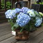 Hortensia 7 jaar getrouwd v... - In de tuin 2013