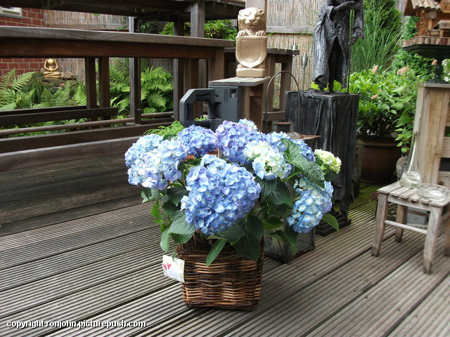 Hortensia 7 jaar getrouwd van Riet en Hans en Mire In de tuin 2013