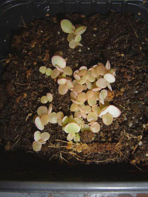 Cotyledon orbiculaaya.v.dactylopsis 005 cactus