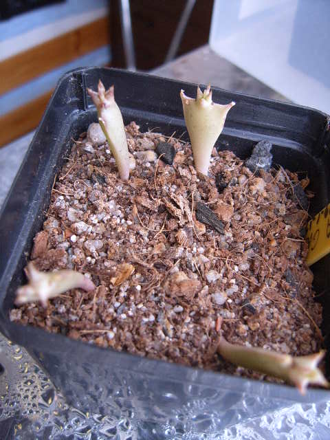 edithcolea grandis 011 cactus