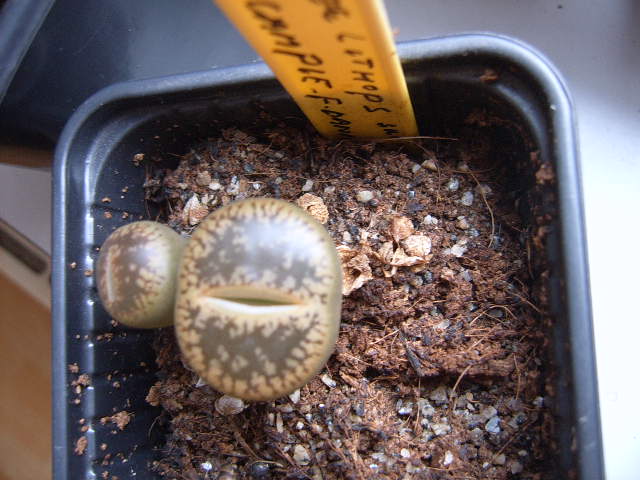 Lithops aucampie forma danielskuil 003 cactus