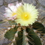 P1060787 - Cactus