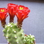 P1060901 - Cactus
