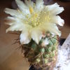 Copiapoa esmeralda 011 - cactus