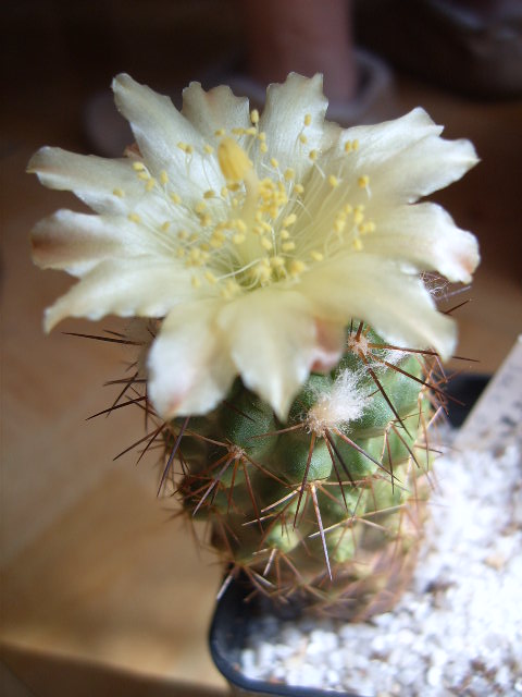 Copiapoa esmeralda 011 cactus