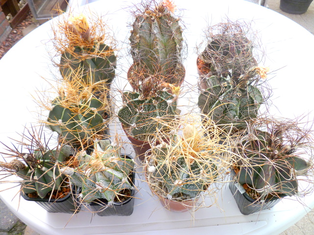 P1070202 Cactus