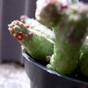 Echidnopsis nubica 2 003a.jpgb - cactus