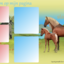 Layout,lusitano - layouts