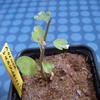 adenia subsessiefolia 017 - cactus