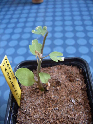 adenia subsessiefolia 017 cactus
