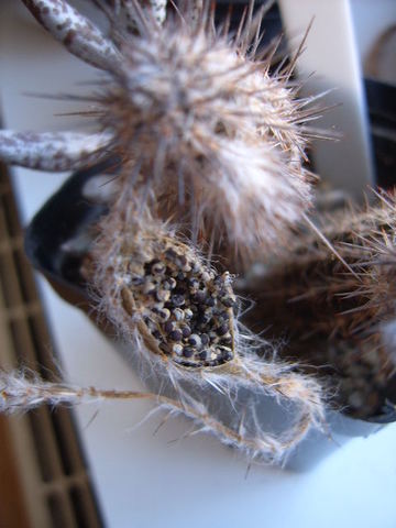 zaadbes Setiechinopsis mirabilis 006 cactus