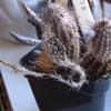 zaadbes Setiechinopsis mira... - cactus