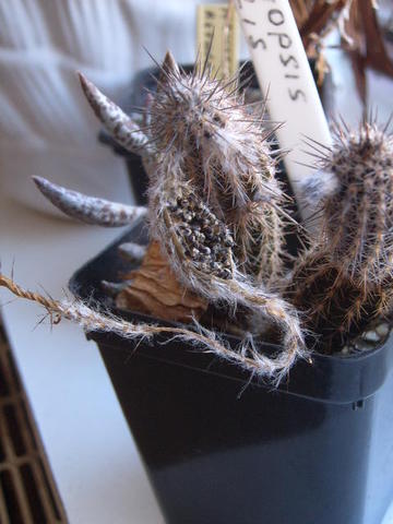 zaadbes Setiechinopsis mirabilis 008 cactus