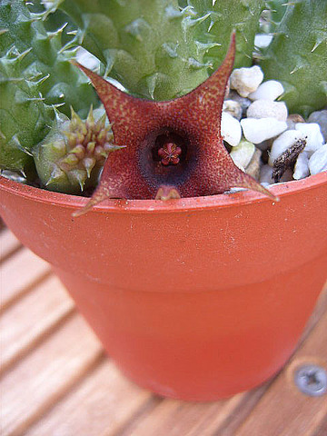 Huernia schneideriana 002.a jpg cactus