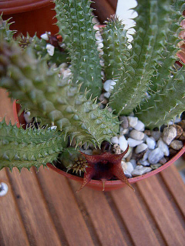 Huernia schneideriana 006a cactus