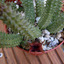 Huernia schneideriana 006a - cactus
