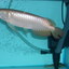 DSCN9086 - arowana