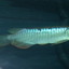 DSCN9104 - arowana