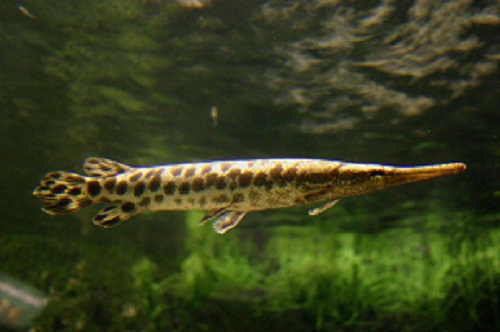 aligator1 - 