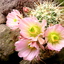 P1060798 - Cactus