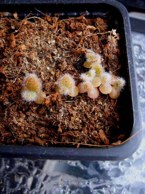 kalanchoe tomentosa2 001 cactus