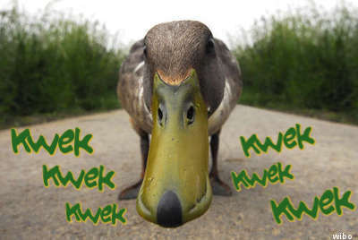 kwekken - 