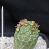 ILarryleachia marlothii 0005 - cactus