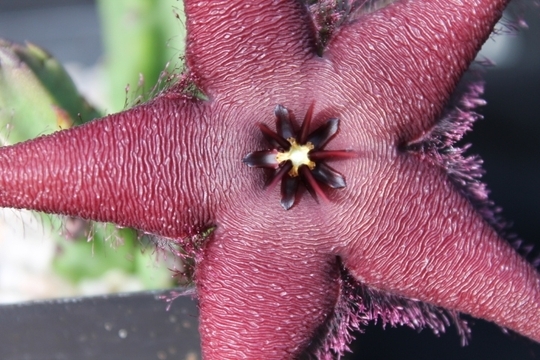 Stapelia schinzii ssp schinzii.JPG 41a cactus