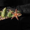 piaranthus foetides baviaan... - cactus