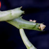 Orbea schweinfurthii 2013 1... - cactus