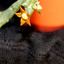 Orbea schweinfurthii2 2013 ... - cactus