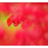 Red Bush - Close-Up Photography
