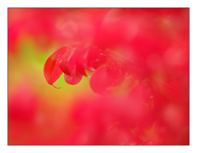 Red Bush Close-Up Photography