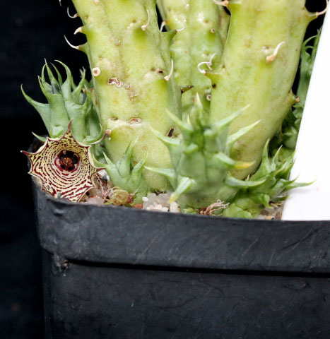 Huernia macrocarpa 2013 10 22 0141a cactus