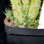 Huernia macrocarpa 2013 10 ... - cactus